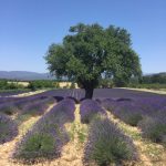 lavandes provence luberon